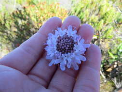 صورة Scabiosa africana L.