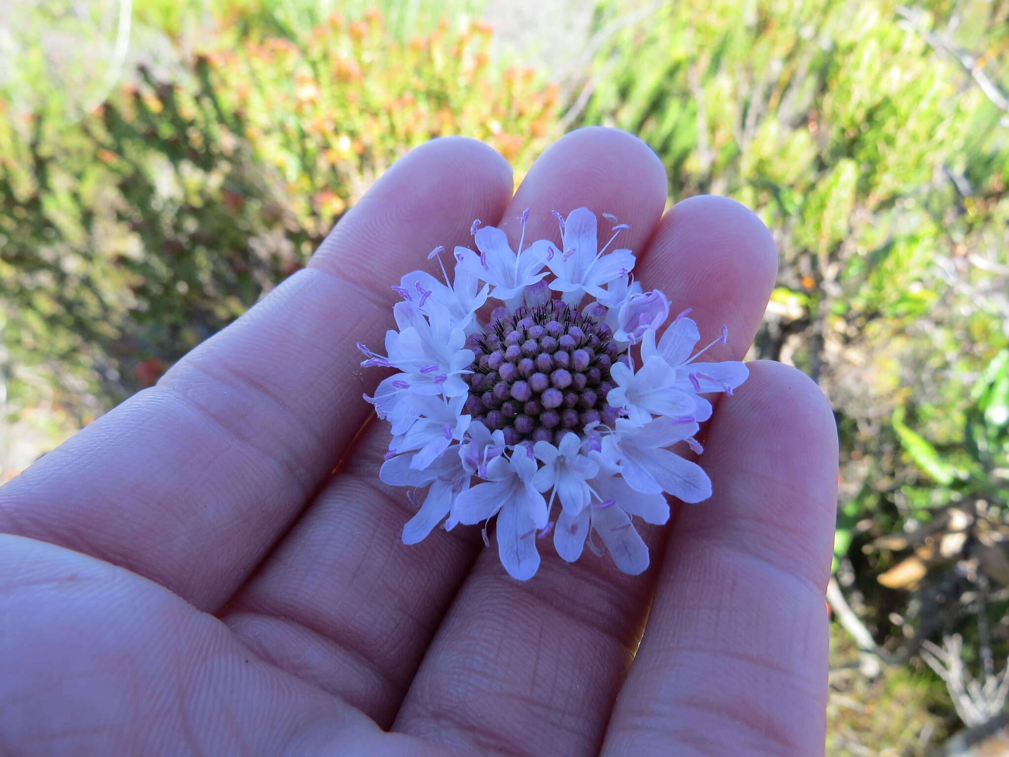 صورة Scabiosa africana L.