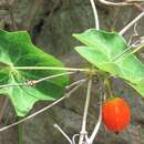 Image of Solena amplexicaulis (Lam.) Gandhi ex Saldanha & Nicolson