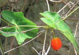 Image of Solena amplexicaulis (Lam.) Gandhi ex Saldanha & Nicolson