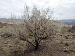 Imagem de Artemisia tridentata (Nutt.) W. A. Weber