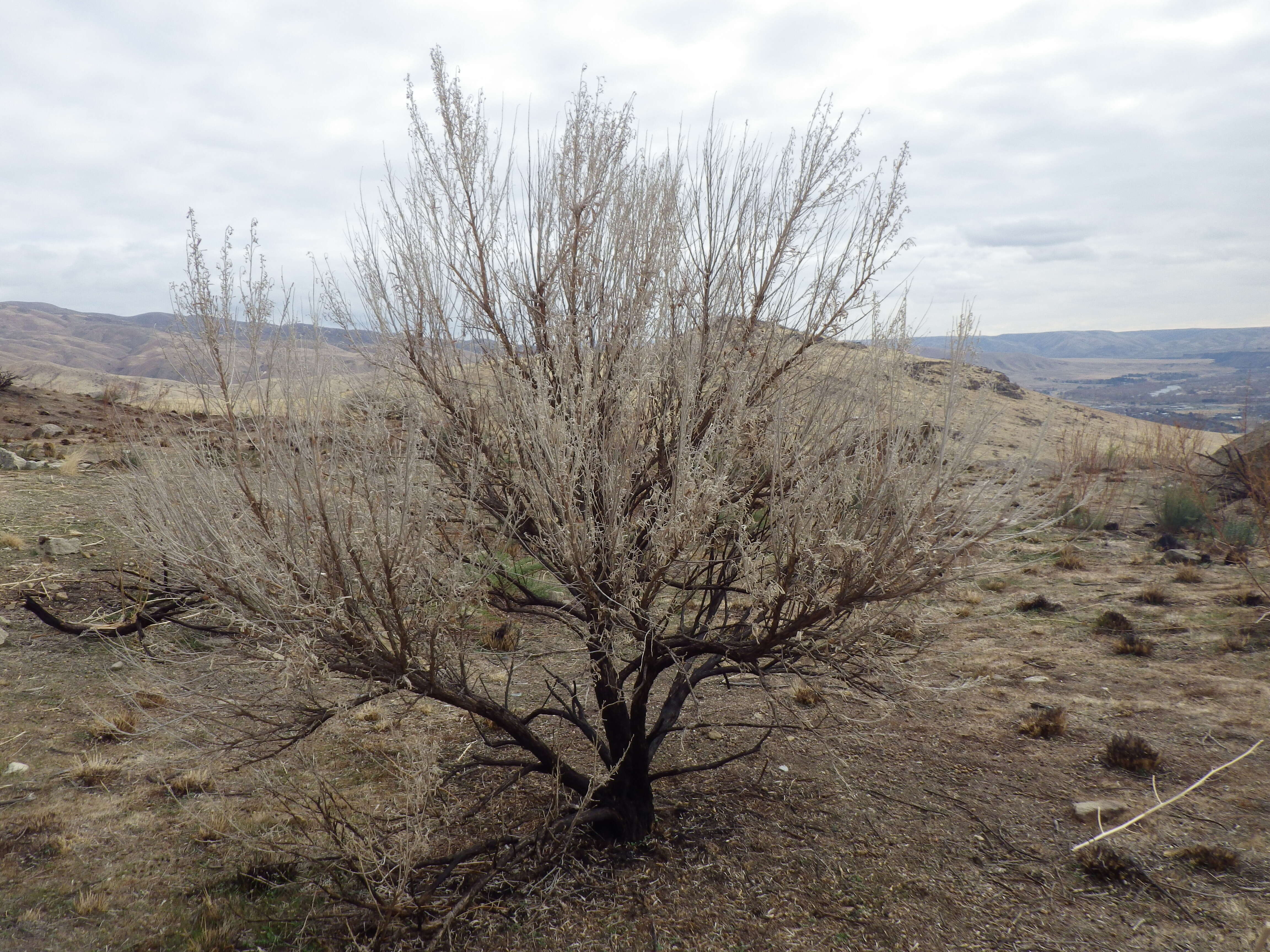 Imagem de Artemisia tridentata (Nutt.) W. A. Weber