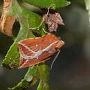 صورة Arachnographa micrastrella Meyrick 1883