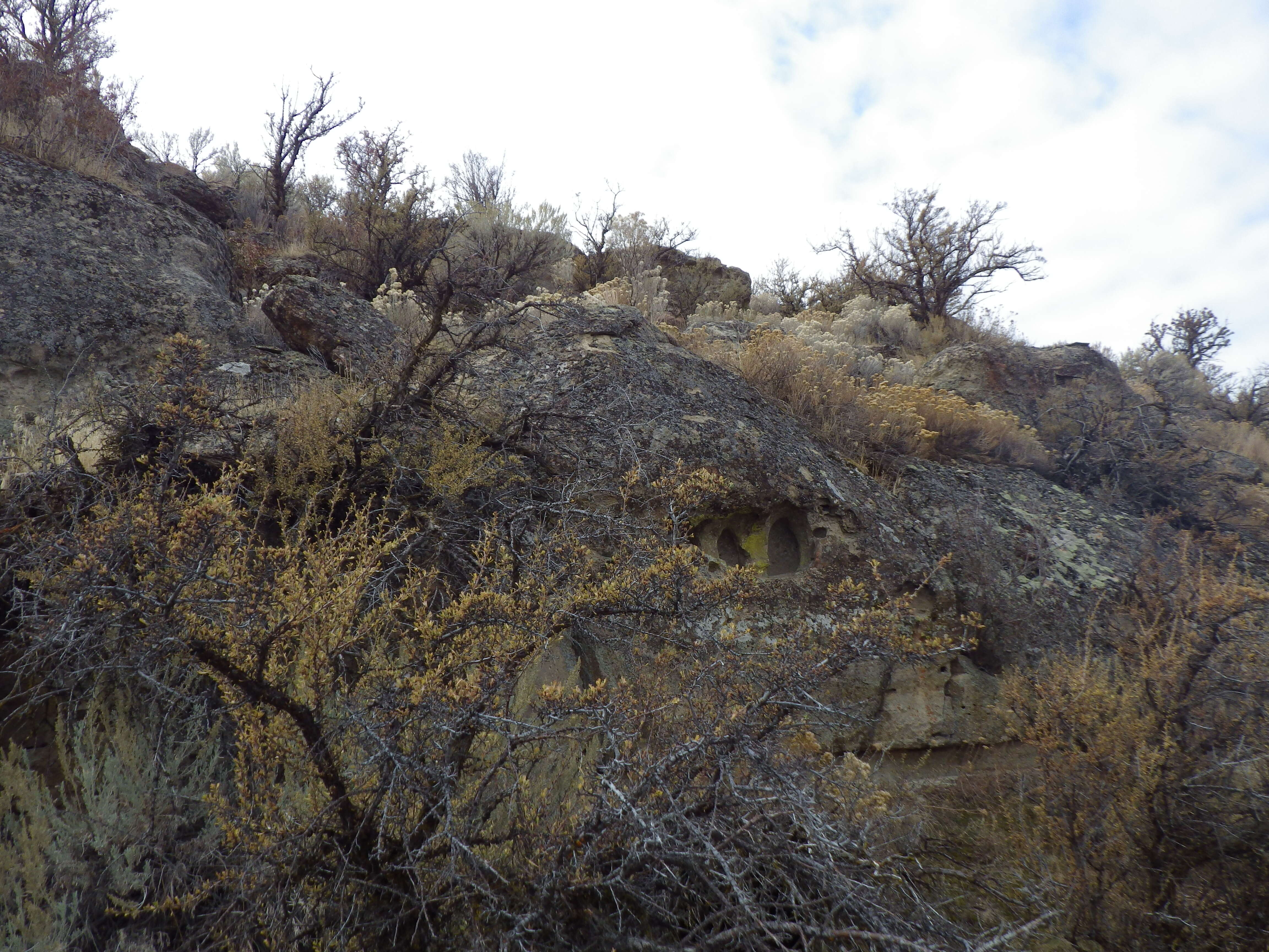 Image of yellow rabbitbrush