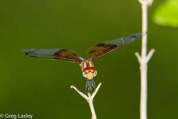 Image of Slough Amberwing