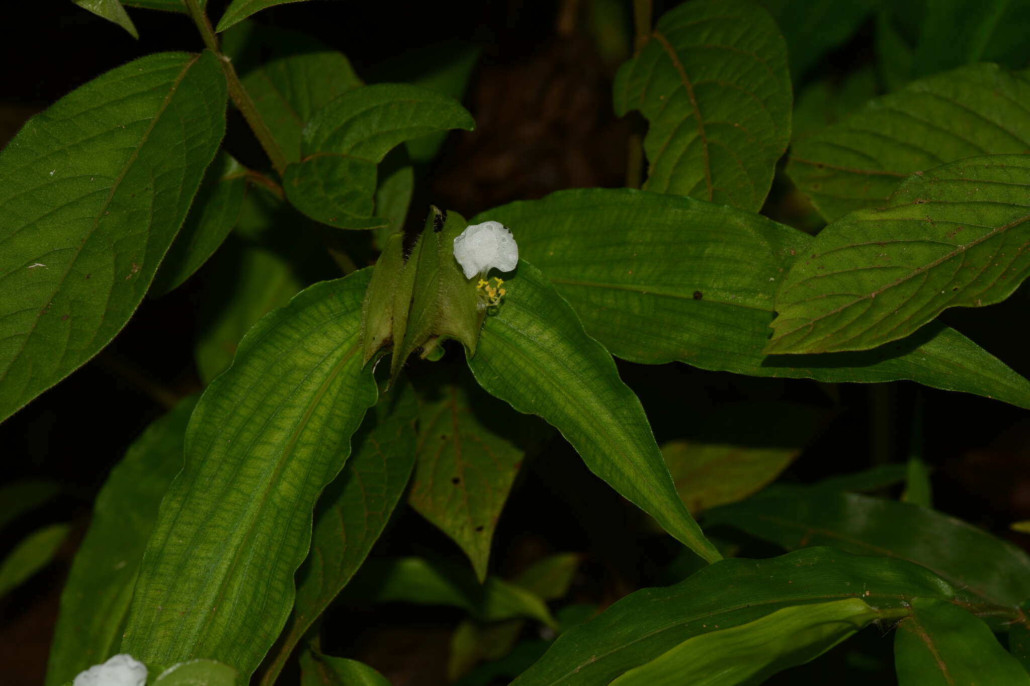 Image of Commelina suffruticosa Blume