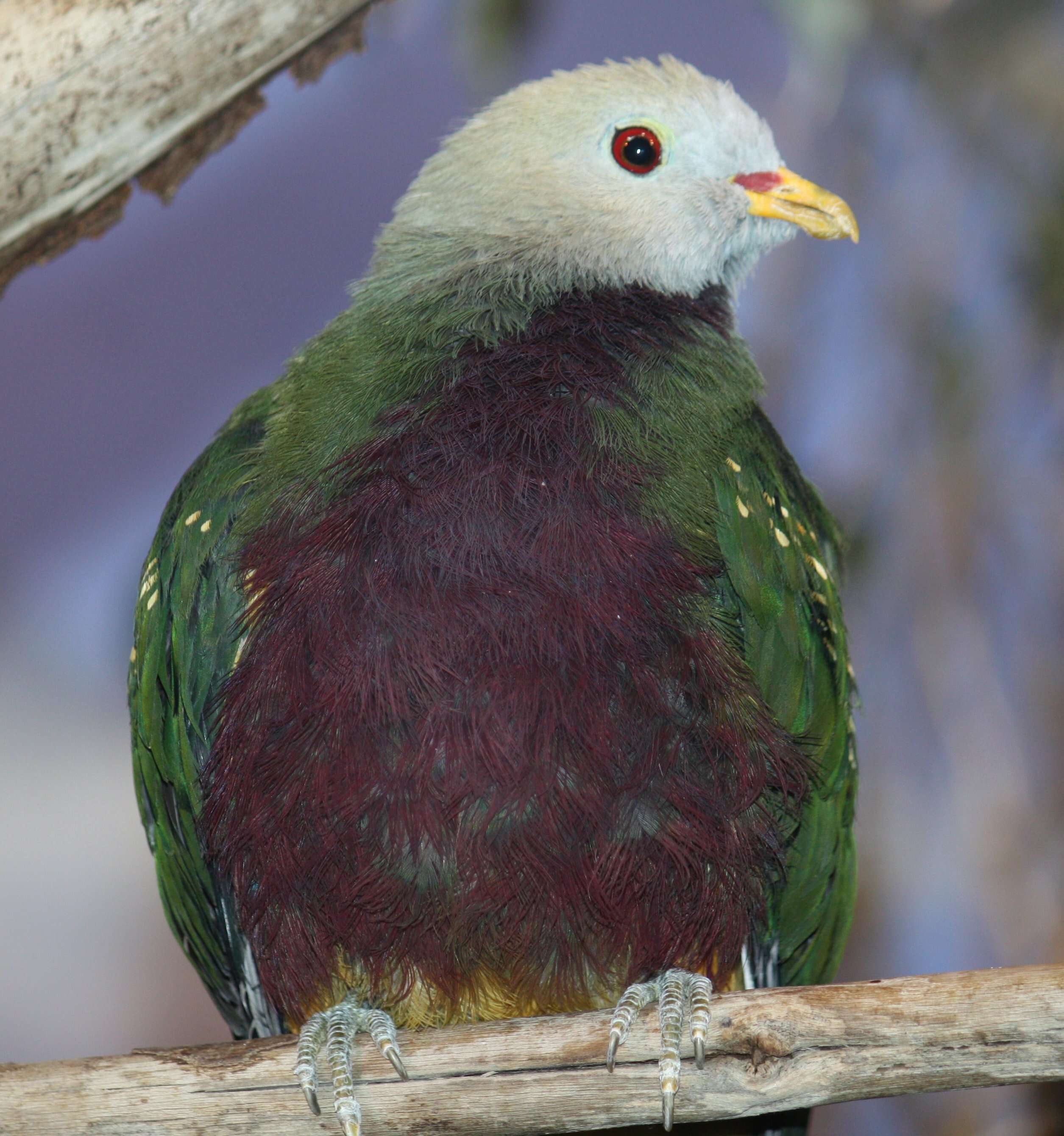 Image of Wompoo Fruit Dove