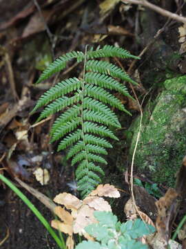 Image of Amauropelta glanduligera