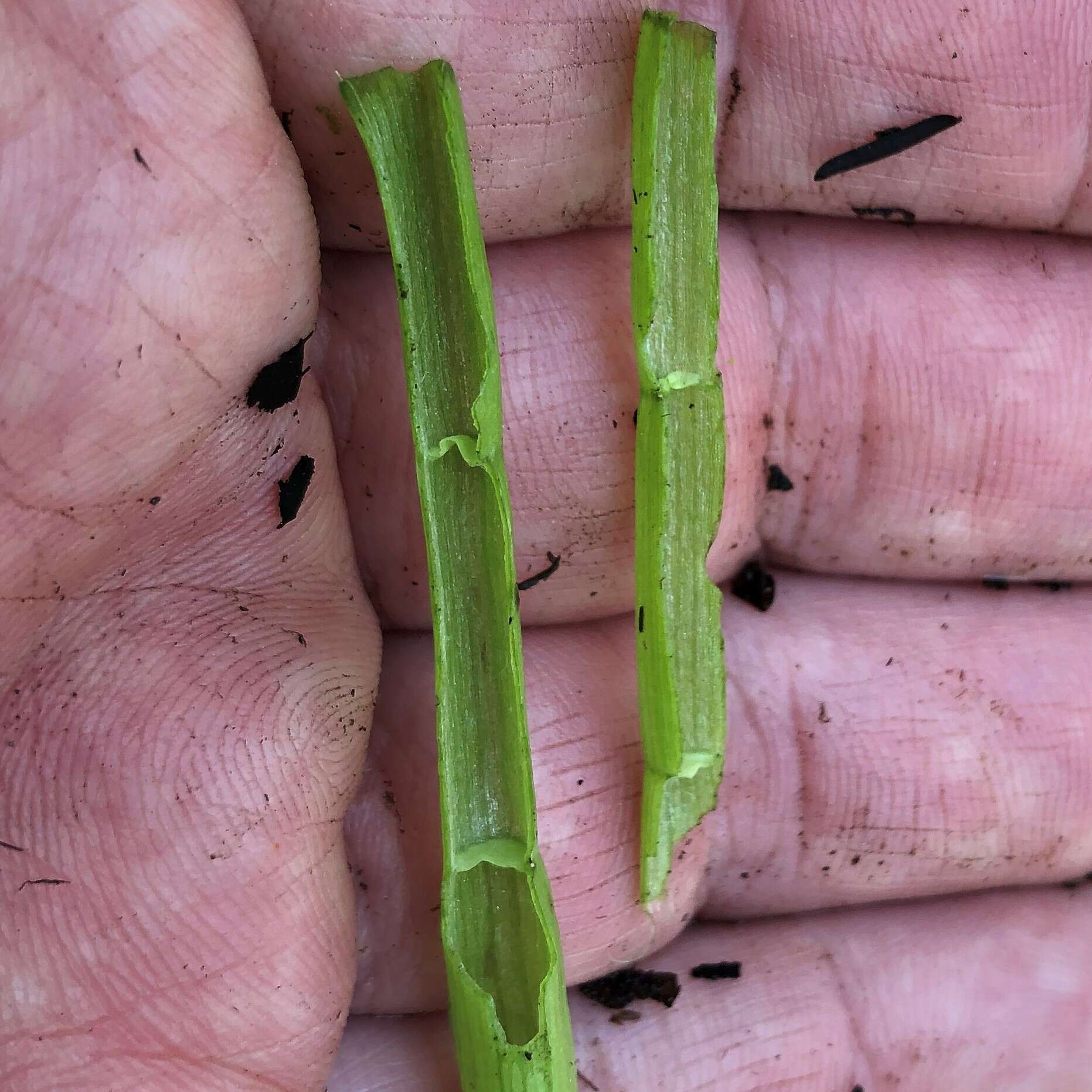 Image of Carolina Grasswort