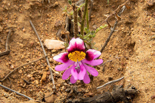 Image of Schizanthus carlomunozii var. dilutimaculatus V. Morales & Muñoz-Schick