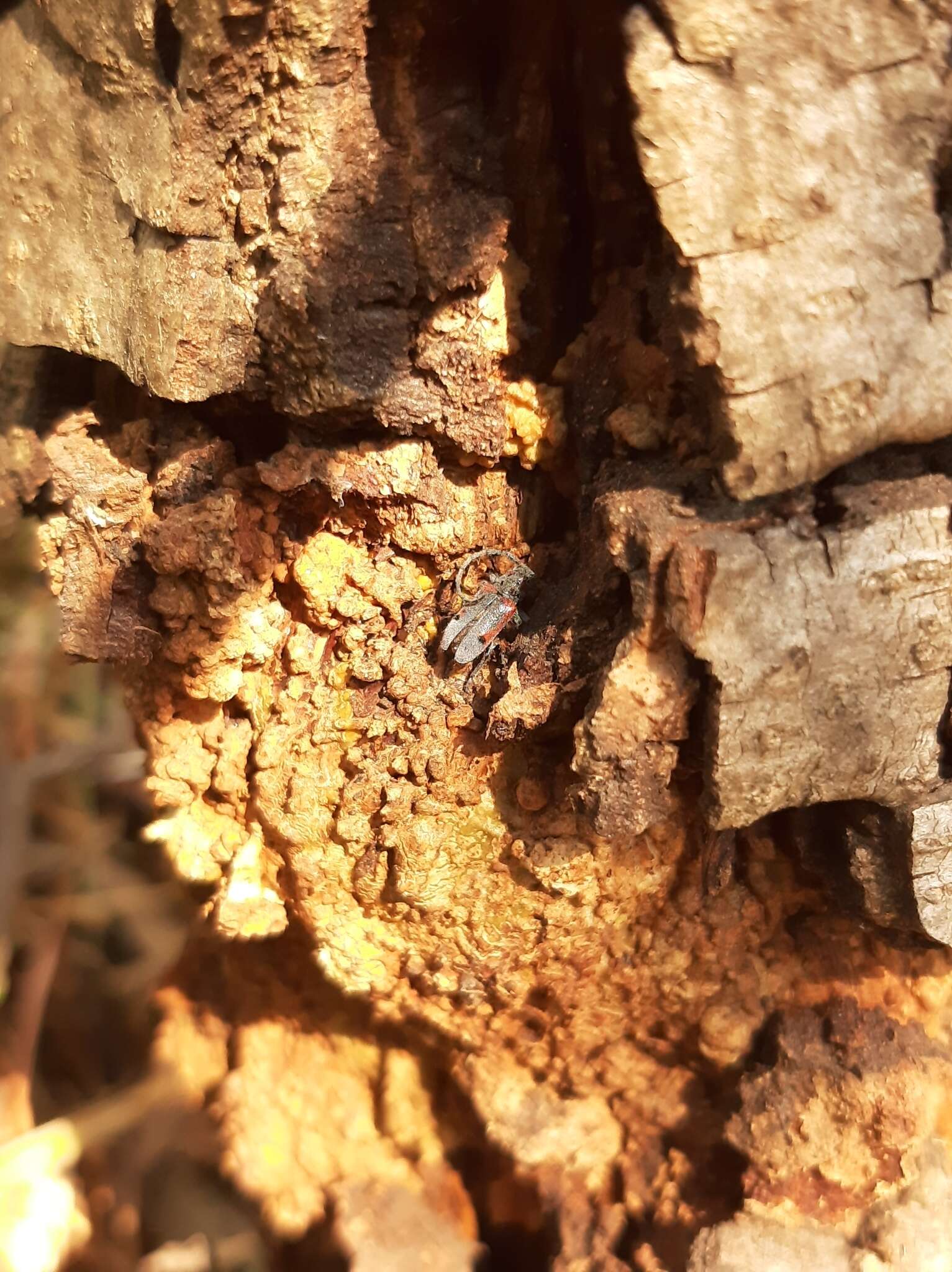 Sivun Tetraopes batesi Chemsak 1963 kuva