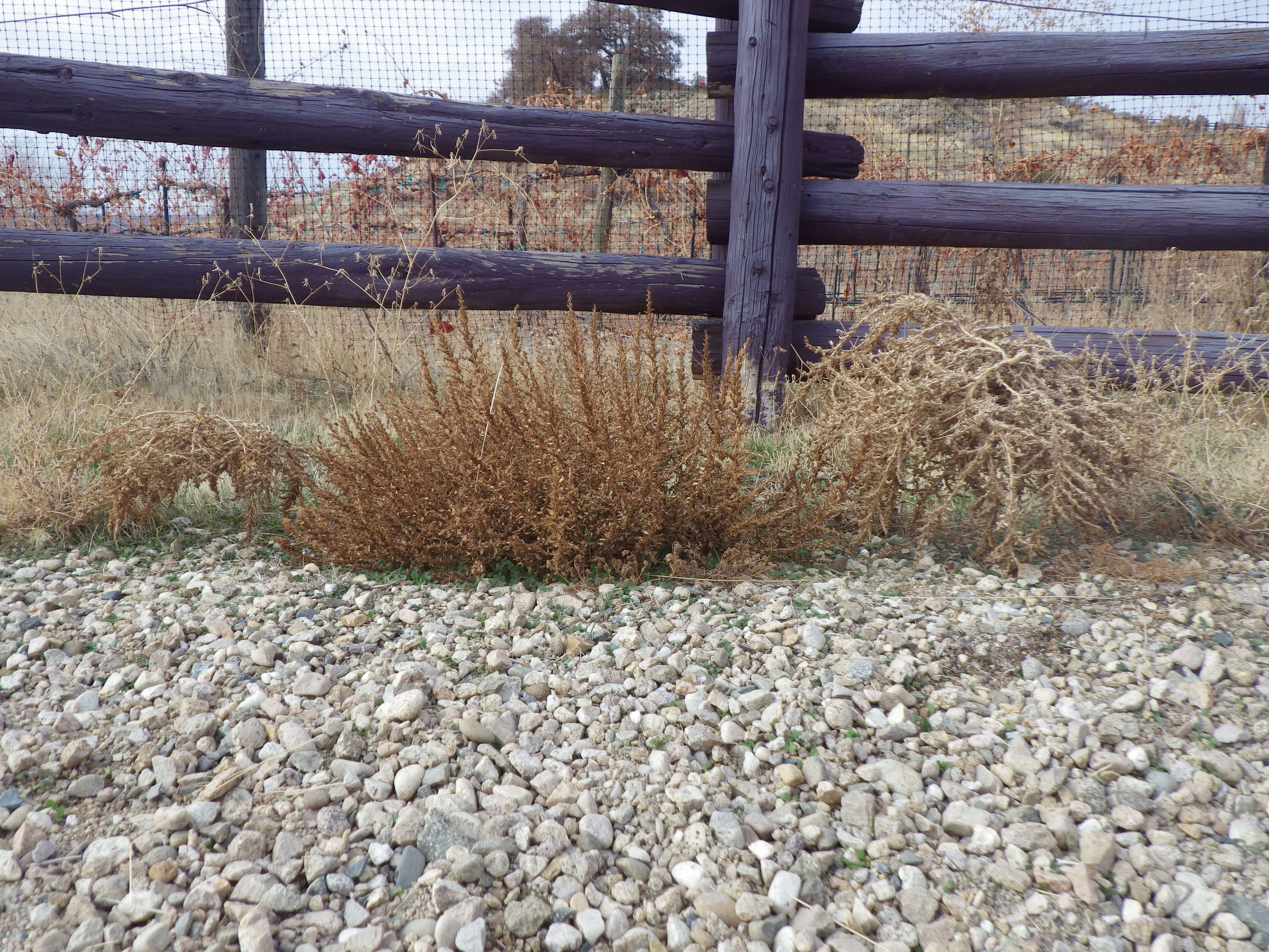 Image of white amaranth, white pigweed