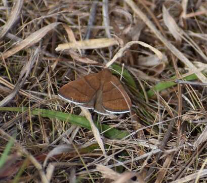 Image of Four-Lined Chocolate Moth