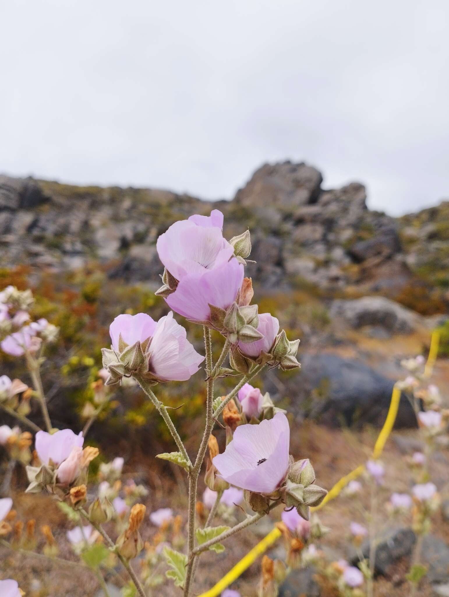 Слика од Sphaeralcea obtusiloba (Hook.) G. Don