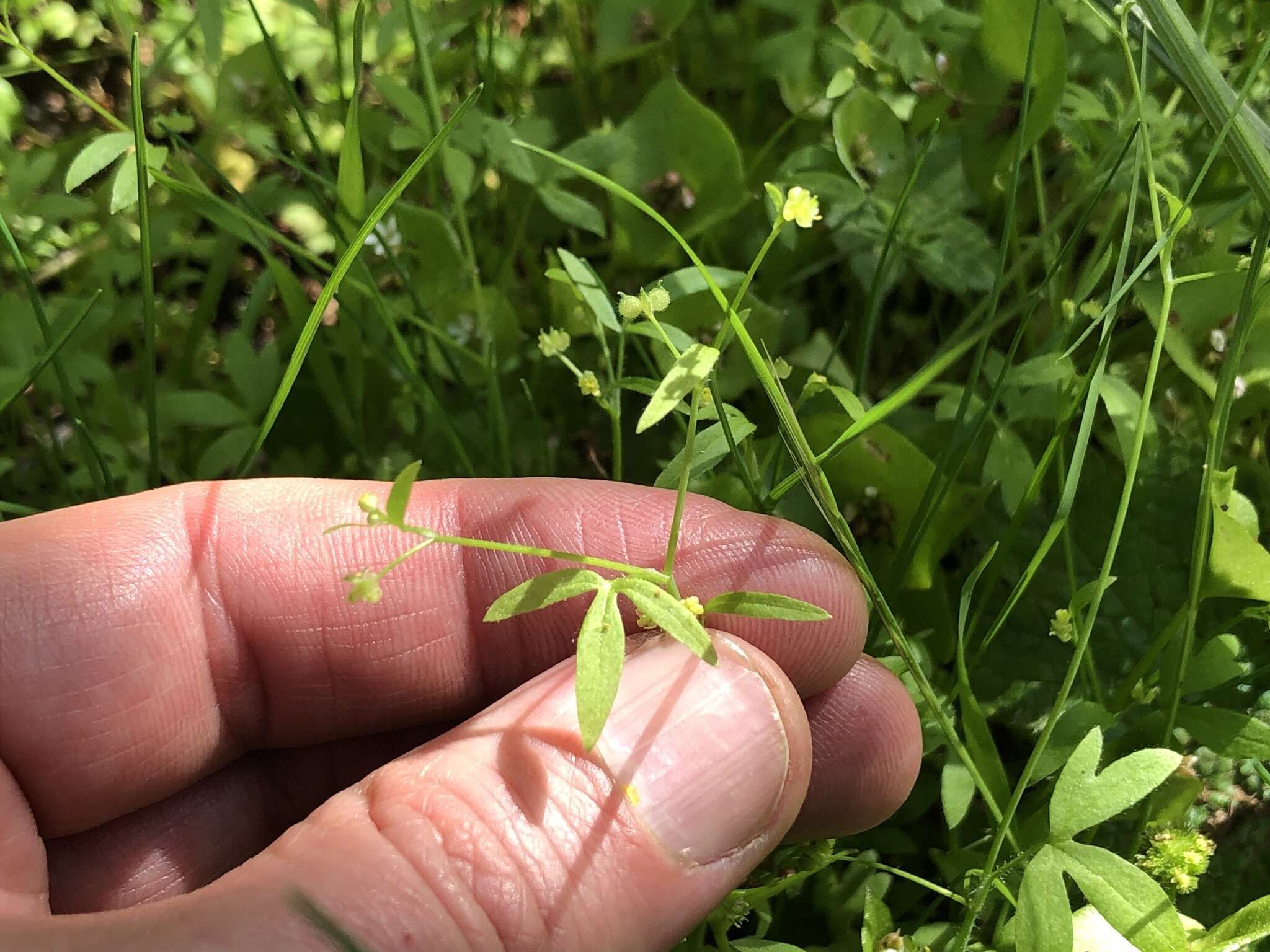 Image of delicate buttercup