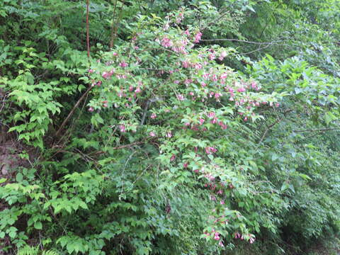 Image de Weigela hortensis (Sieb. & Zucc.) K. Koch