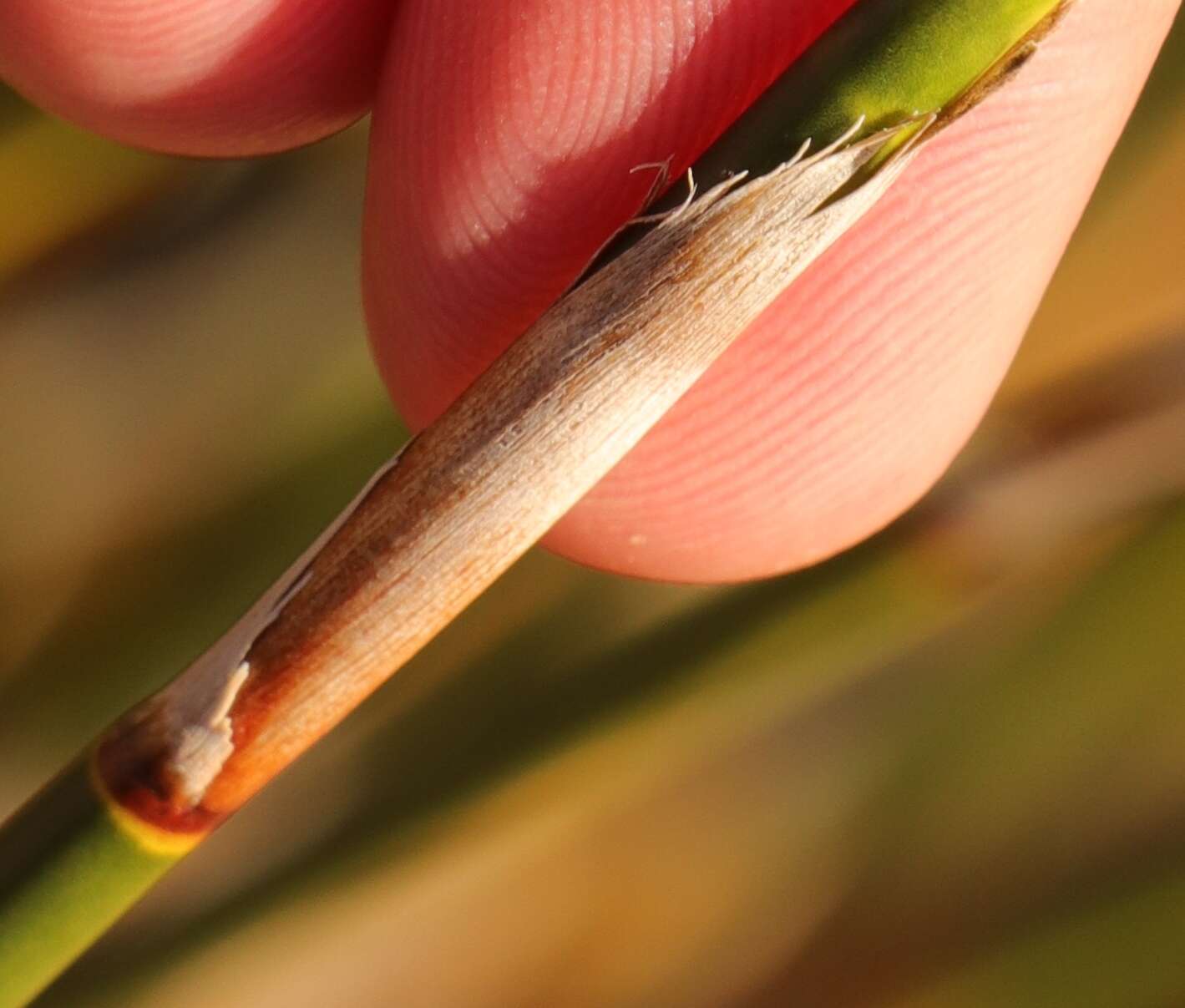 Image of Rhodocoma fruticosa (Thunb.) H. P. Linder