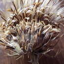 Image of longstyle thistle