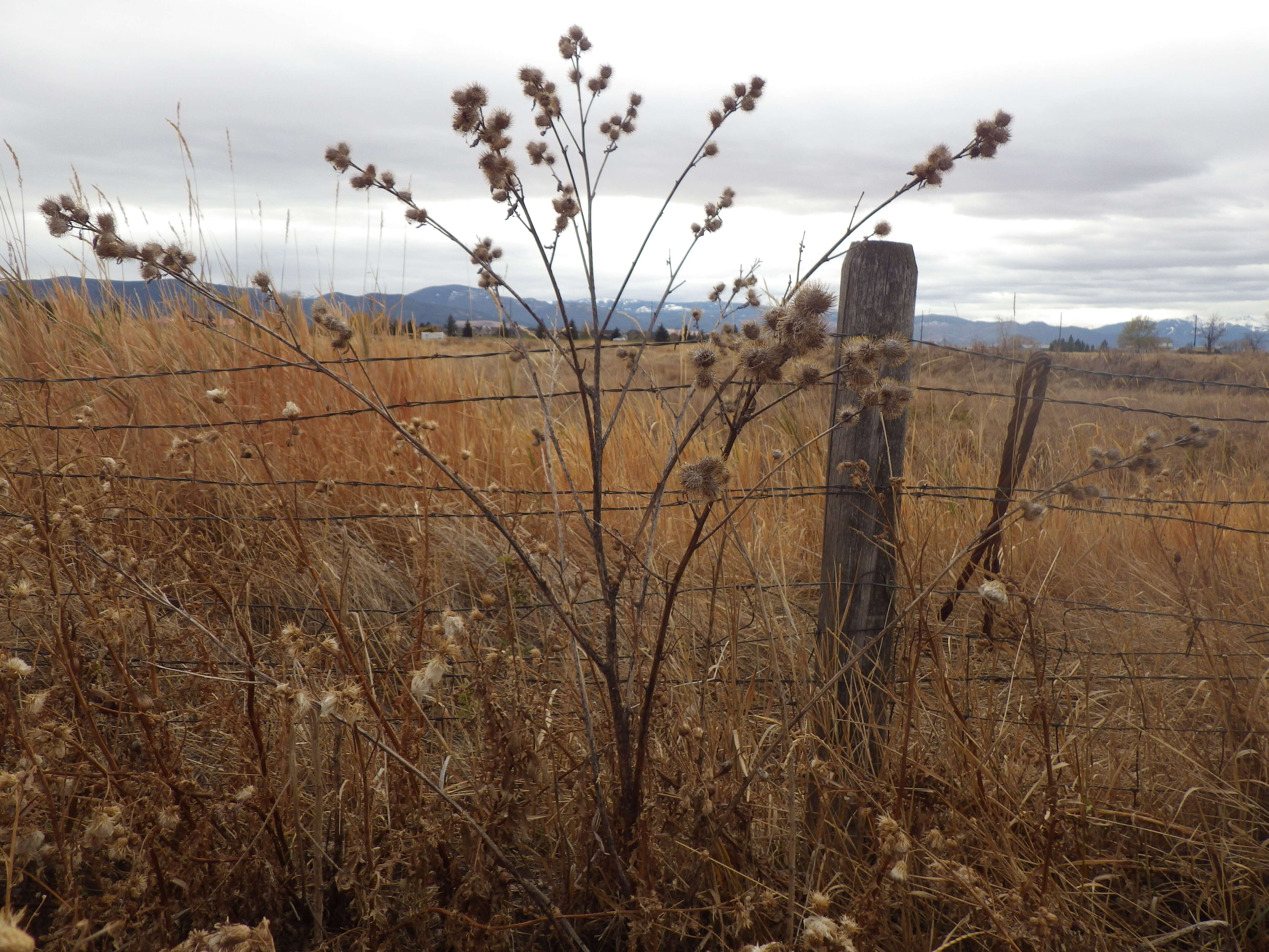 Image of common burdock