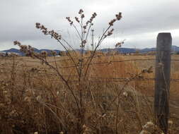 Image of common burdock