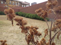 Image of common burdock