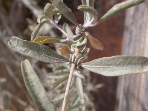 Image of fourwing saltbush