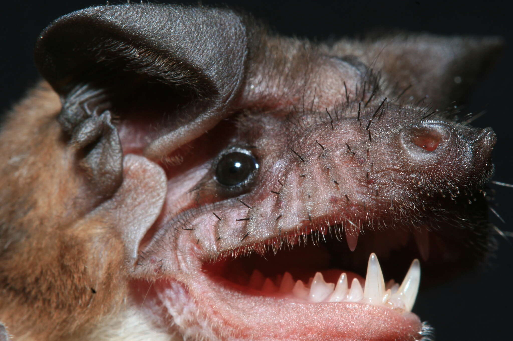 Image of Madagascar White-bellied Free-tailed Bat,