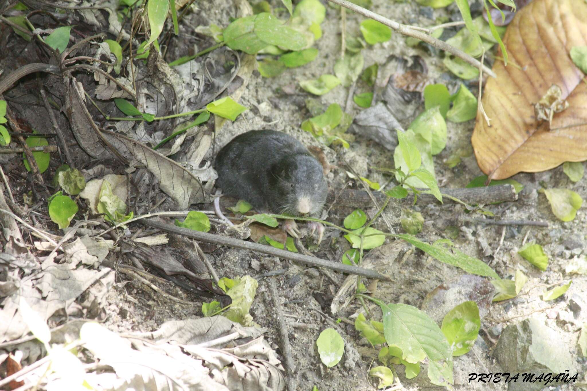 Image of pocket gopher