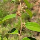 Grewia savannicola resmi