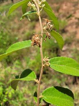 Image of Grewia savannicola