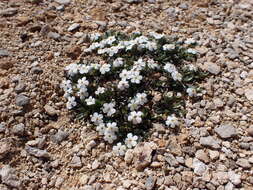 Image of Myosotis colensoi (Kirk) Macbr.