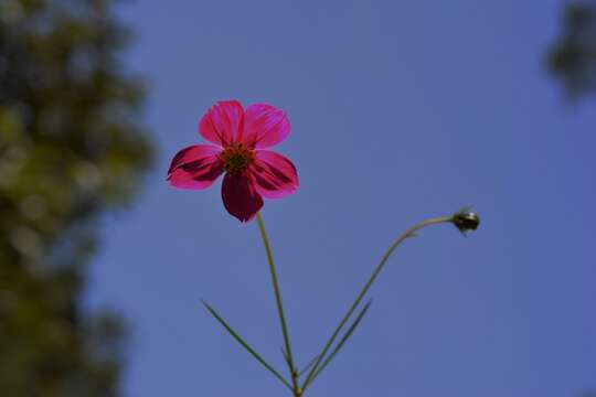 Image of Cosmos crithmifolius Kunth