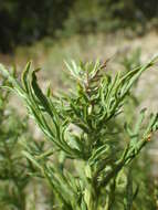 Image of Michaux's wormwood