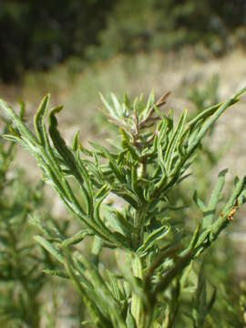 Image of Michaux's wormwood