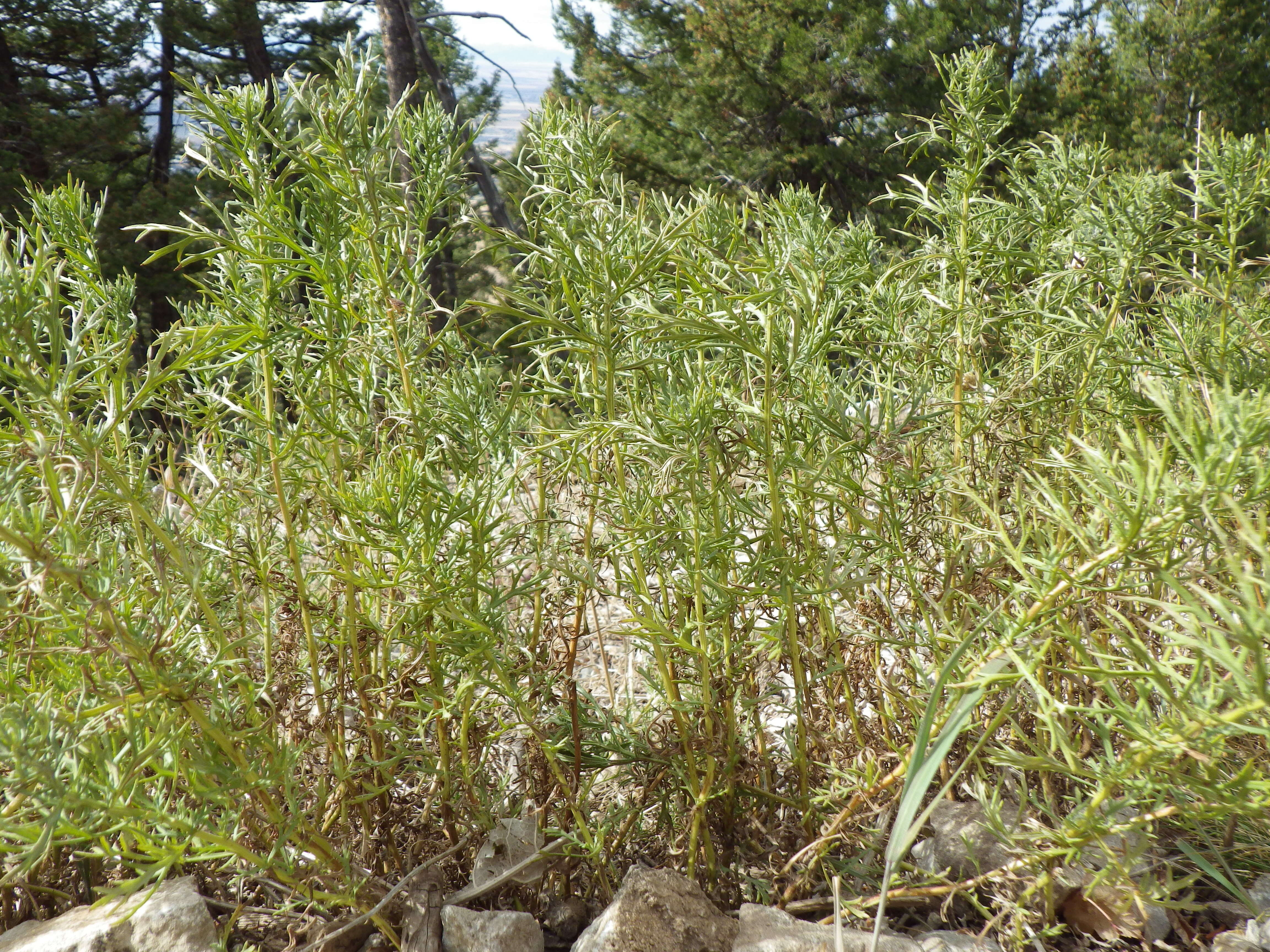 Image of Michaux's wormwood