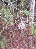 Image of Hakea lissosperma R. Br.