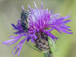 Image of Halictus resurgens Nurse 1903