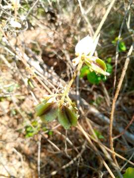 Image de Combretum albiflorum (Tul.) C. C. H. Jongkind