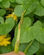 Image of Puccinia liliacearum Duby 1830