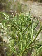 Image of Michaux's wormwood