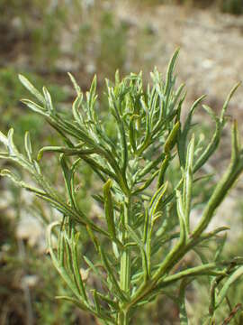 Image of Michaux's wormwood