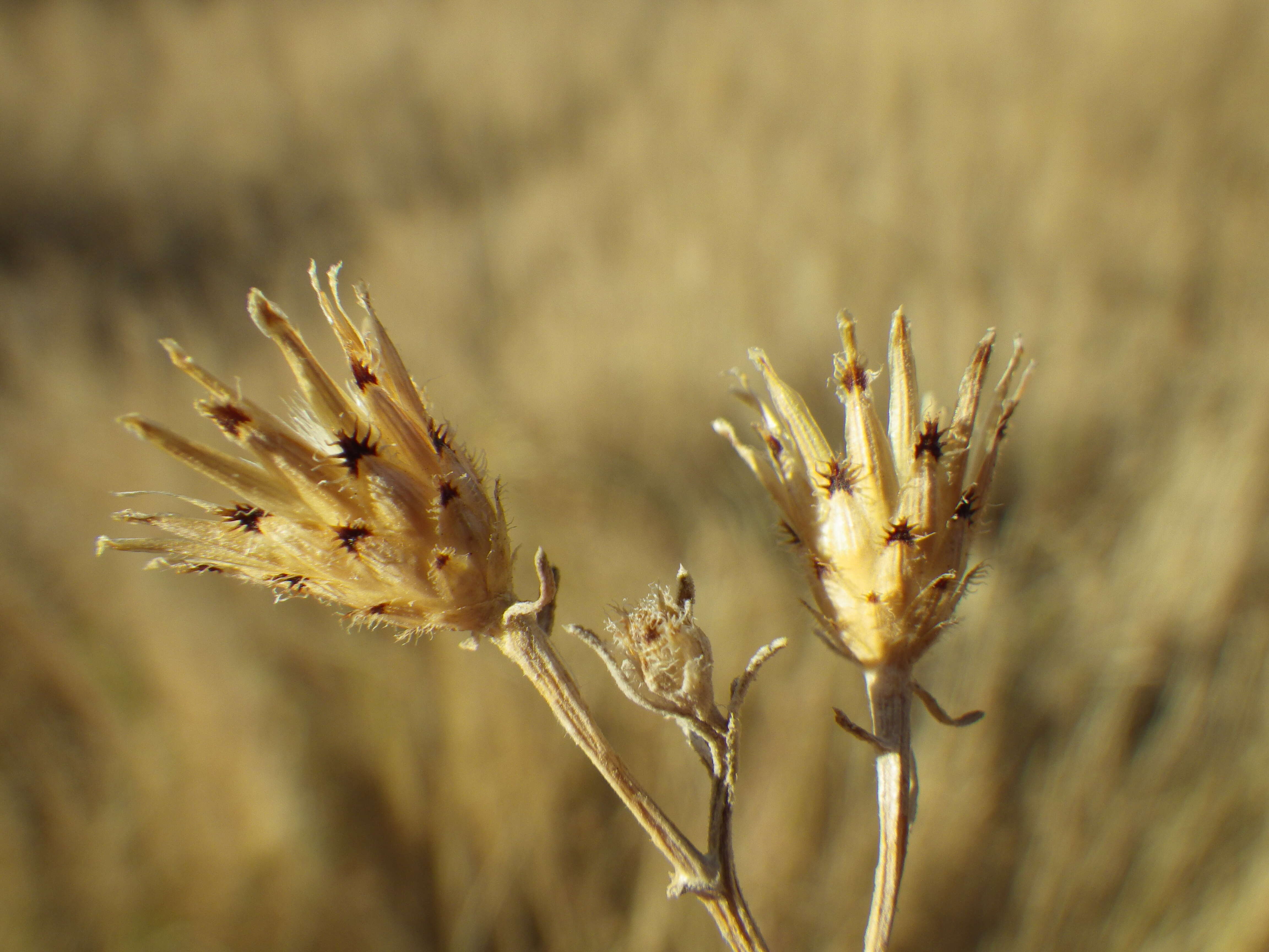 Image of spotted knapweed