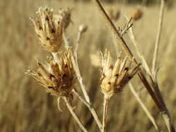 Image of spotted knapweed