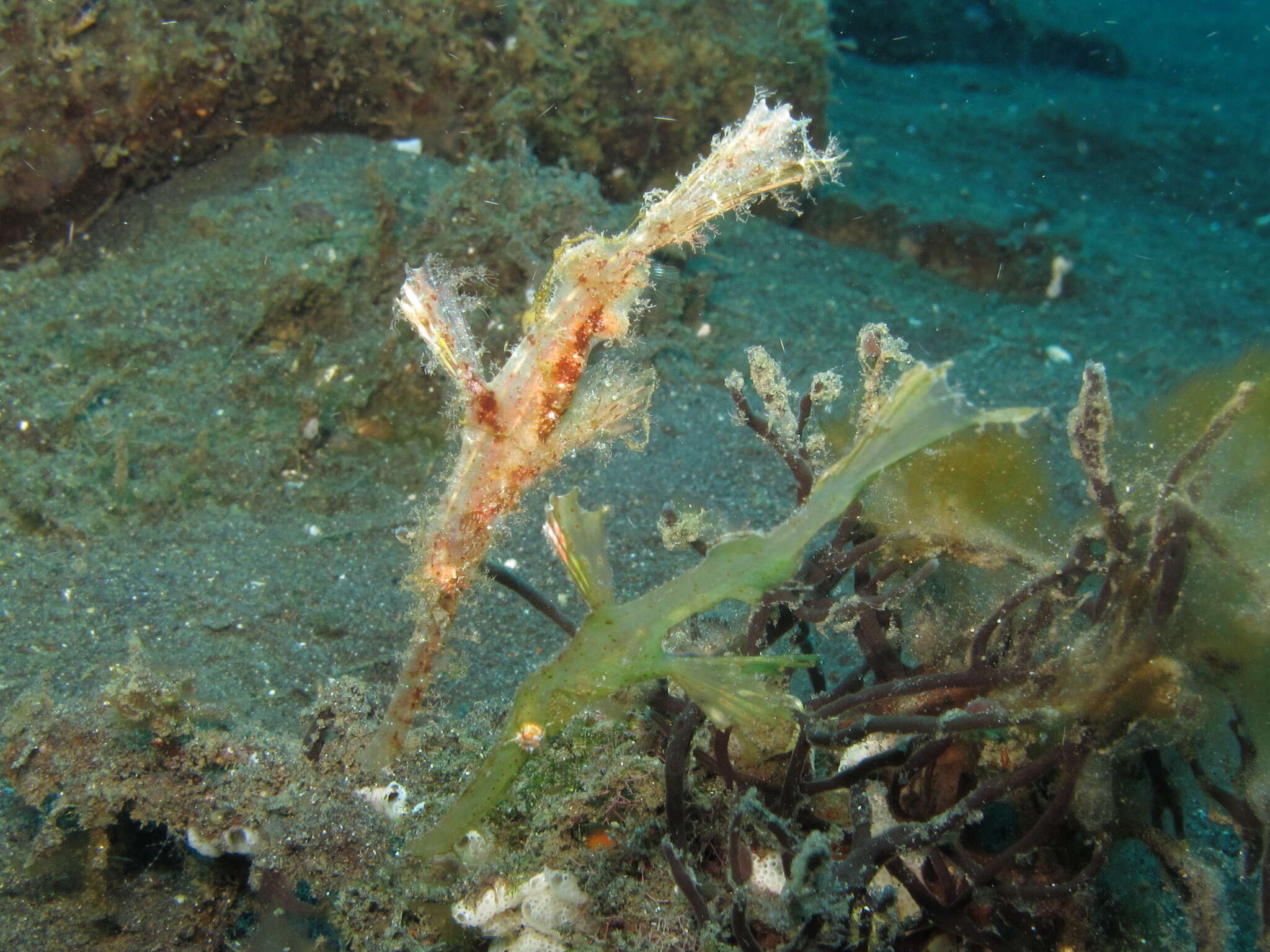 Image of Hairy ghost pipefish