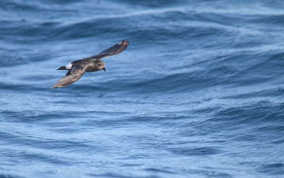 Image of British Storm Petrel