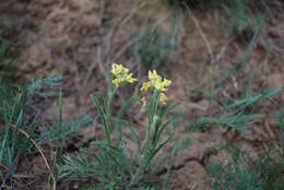 Image of Sterigmostemum caspicum (Lam. ex Pall.) Kuntze