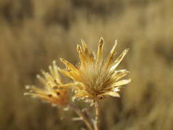 Image of spotted knapweed