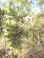 Image of macnab cypress