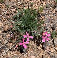 Imagem de Phlox amabilis Brand