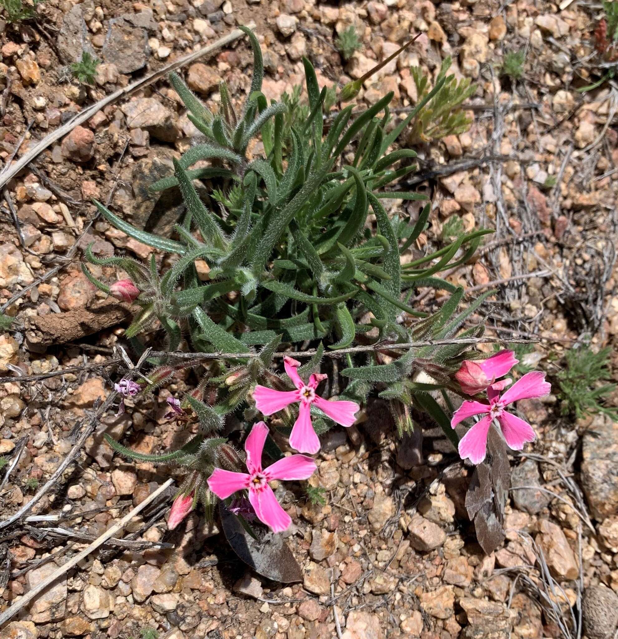 Imagem de Phlox amabilis Brand